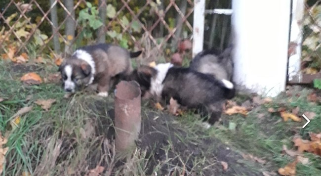 В Белинском бездомные собаки ломают заборы и убивают кур