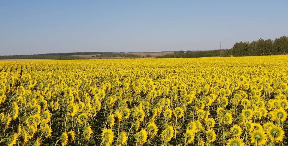 Роман Калентьев: в регионе ожидаются скромные прогнозы развития сельского хозяйства