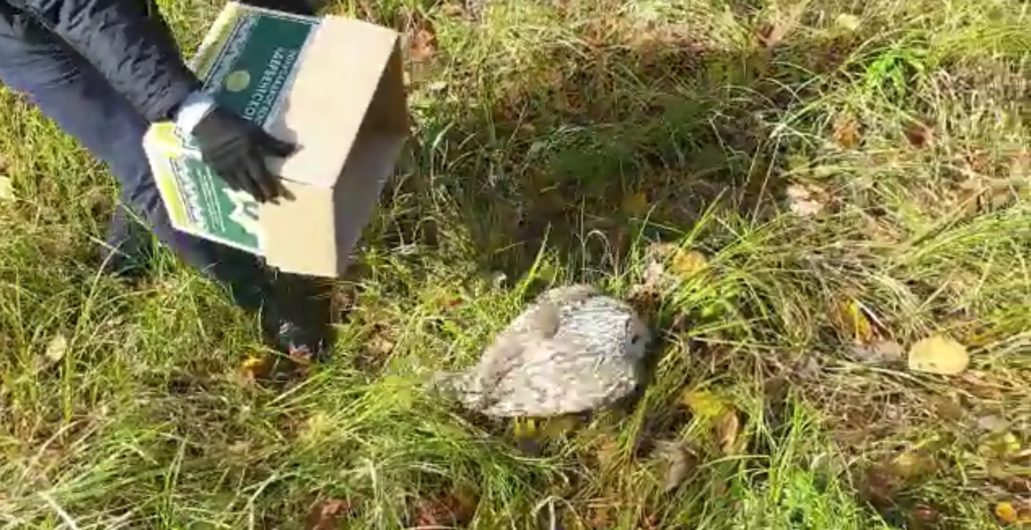 Жители ГПЗ спасли хищную птицу от воронов