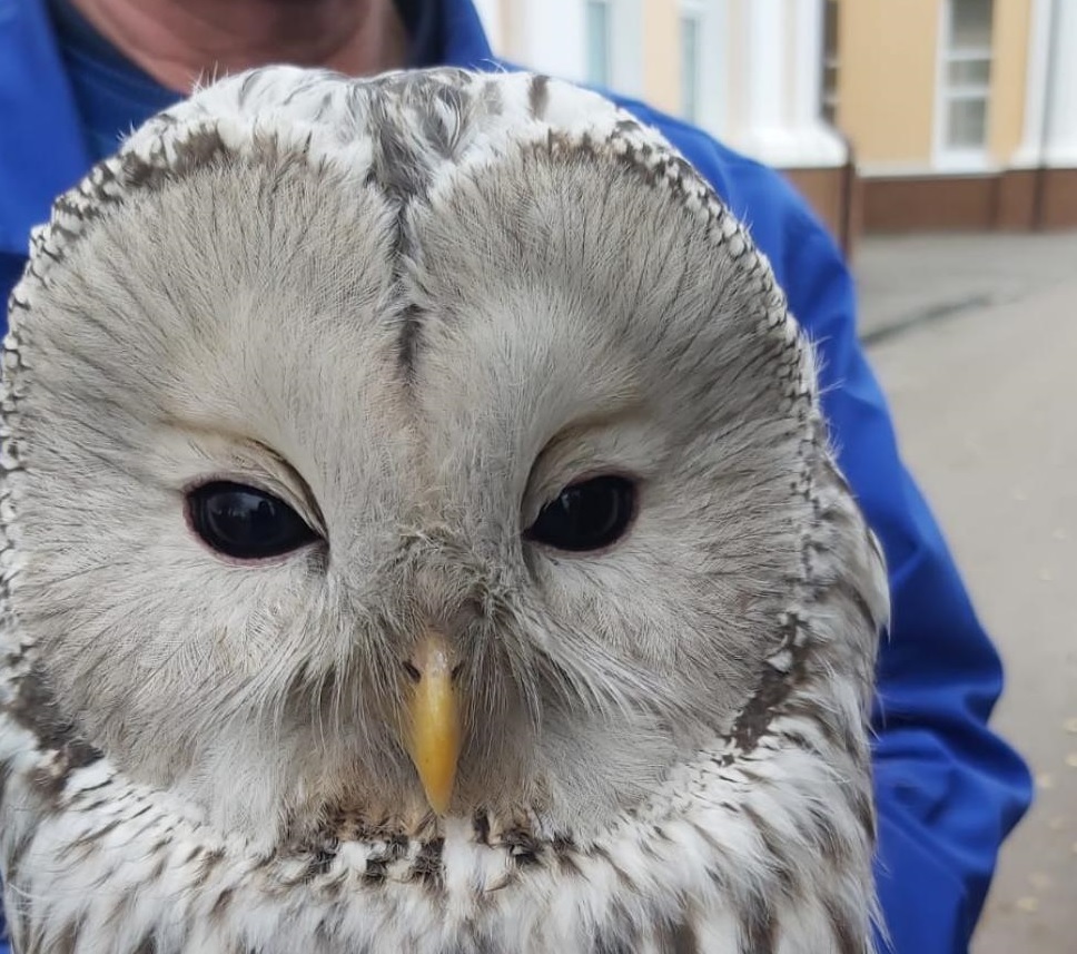 Пензенцы спасли еще одну неясыть от нападения ворон