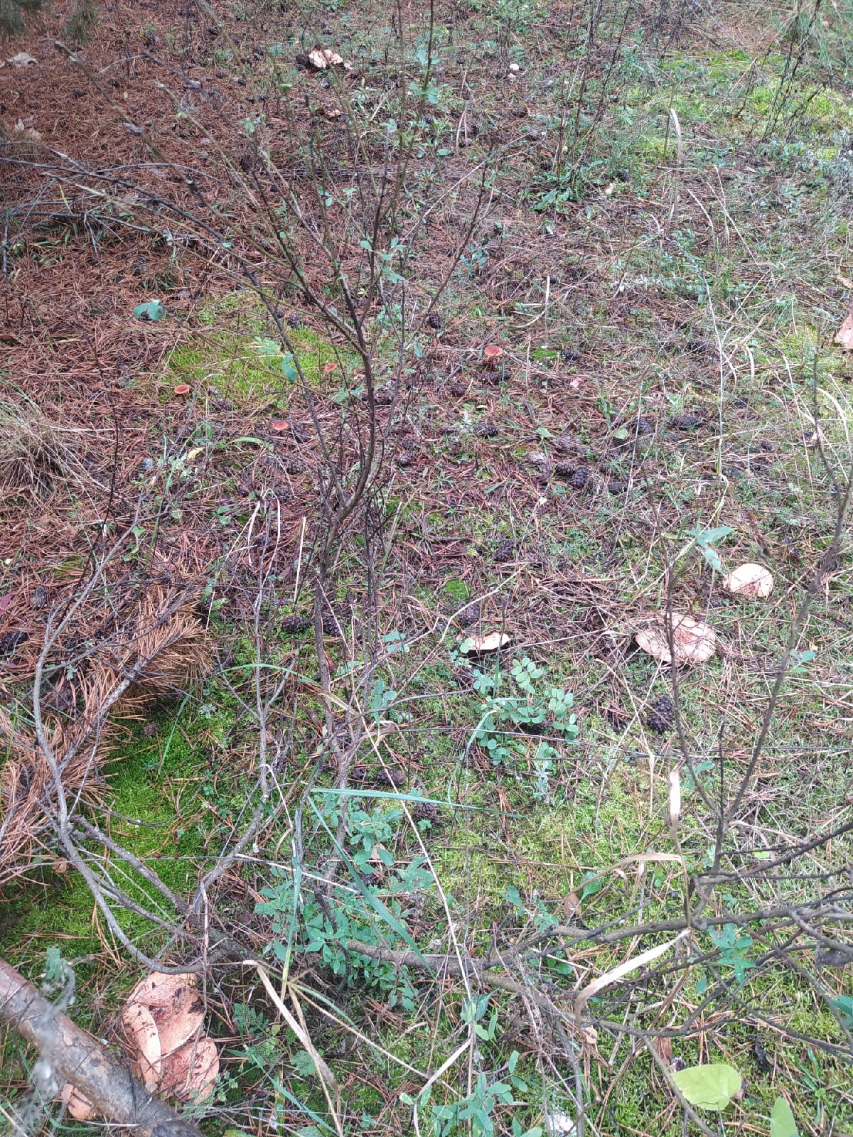 В Нижнеломовском районе спасатели зря искали заблудившегося грибника