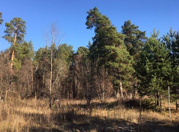 В Бессоновском районе в лесу заблудилась любительница тихой охоты