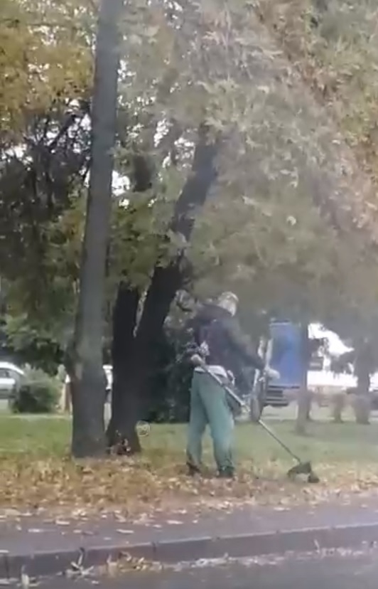 "Что он делает?". Пензенские коммунальщики начали «подстригать» опавшую листву