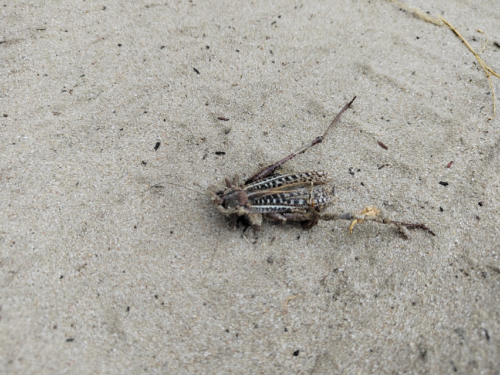 Грибников из Пензенской области шокировало длинноногое крылатое насекомое