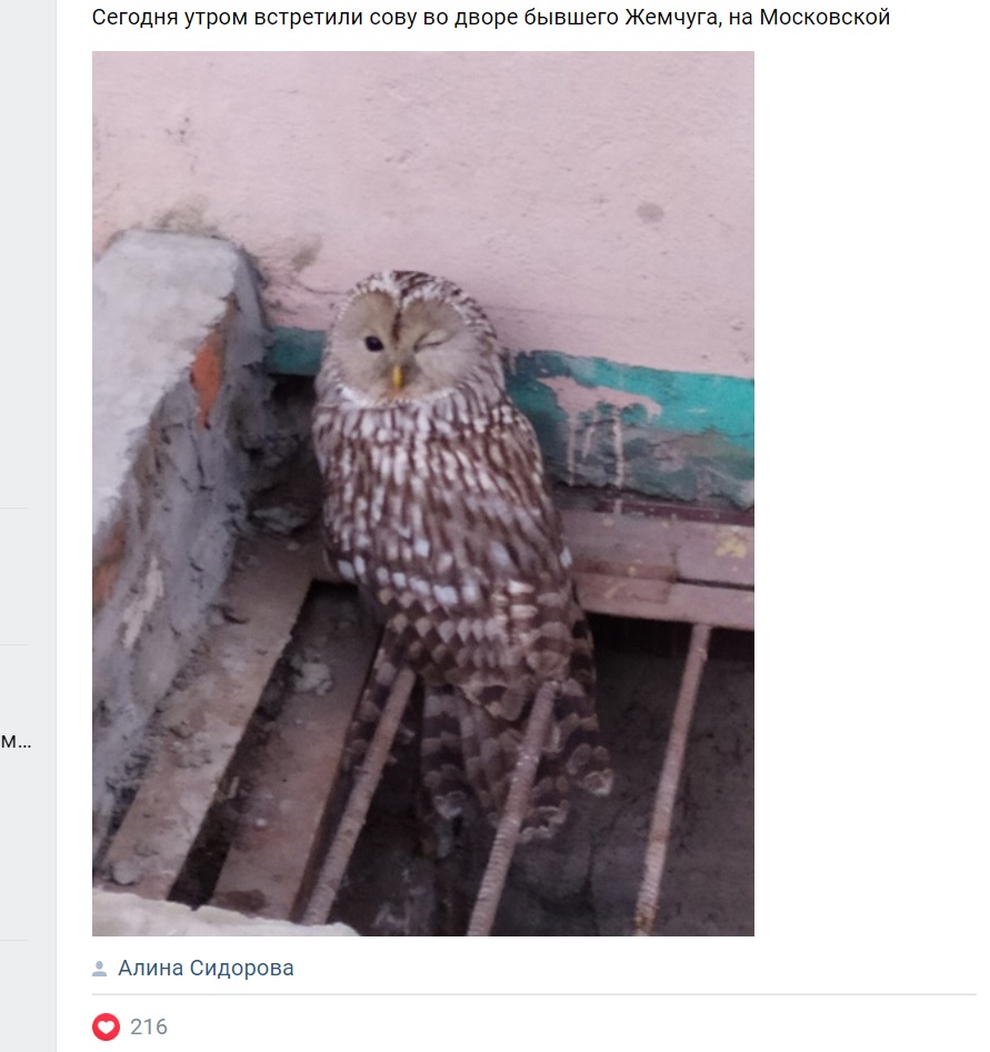 В Пензе горожане стали часто встречать диких хищных птиц