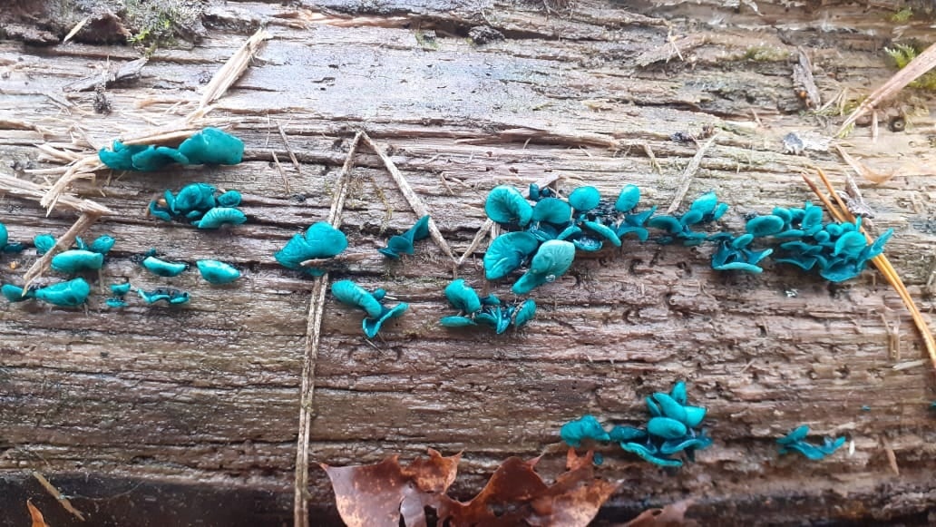 В Заречном любители "тихой охоты" нашли "изумрудные" грибы