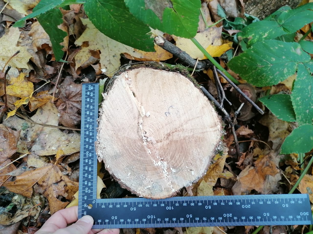 В Малосердобинском районе задержан «черный лесоруб»