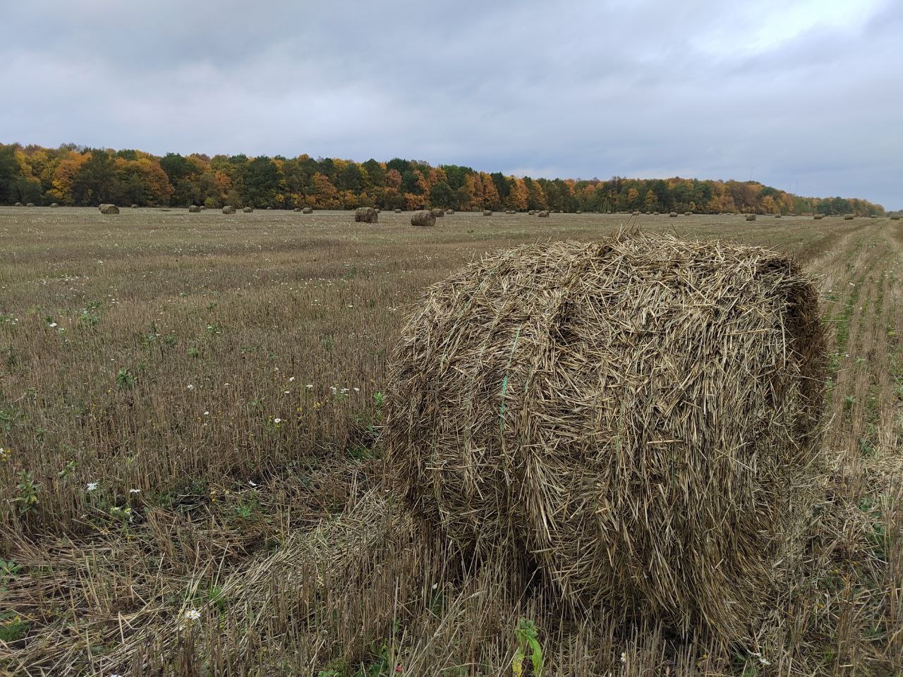 Шкуры пензенских коров отправили в столицу мировой моды в Италию