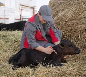 В Сердобском районе подвели итоги вакцинации от бешенства