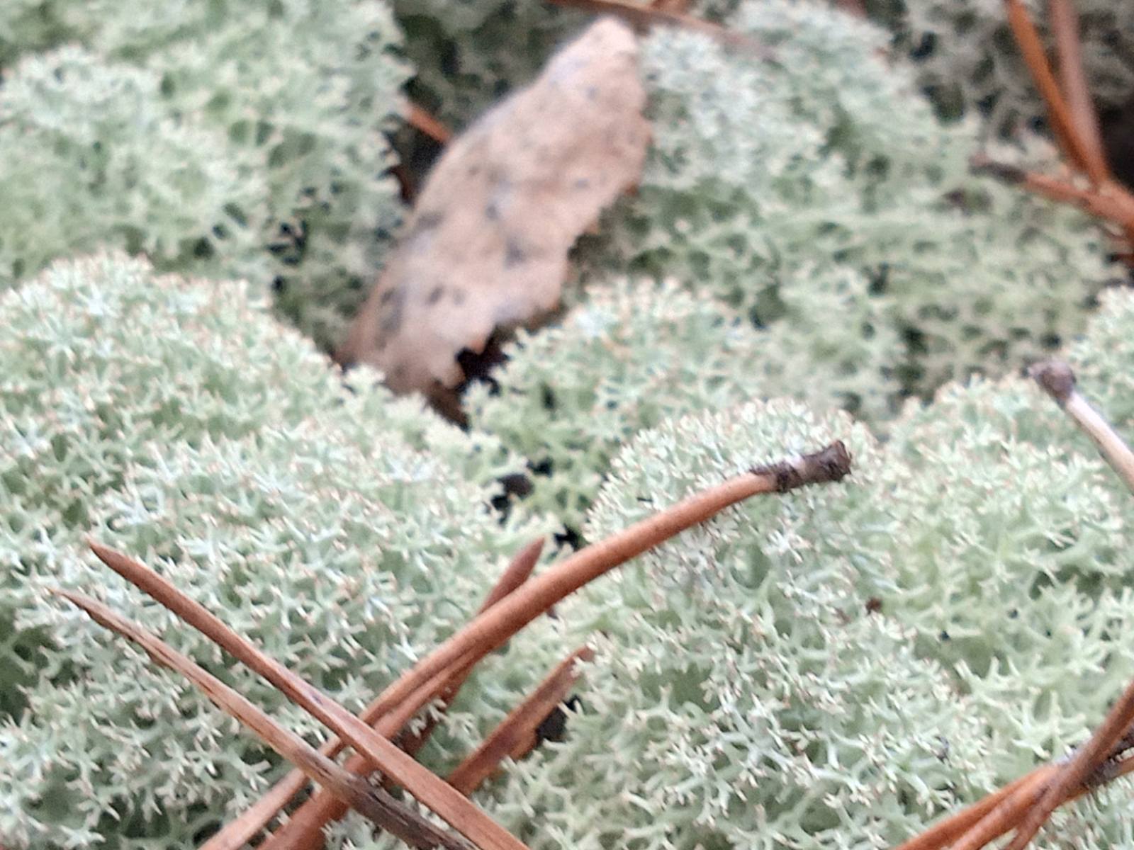 Стало известно о необычных находках в пензенских лесах