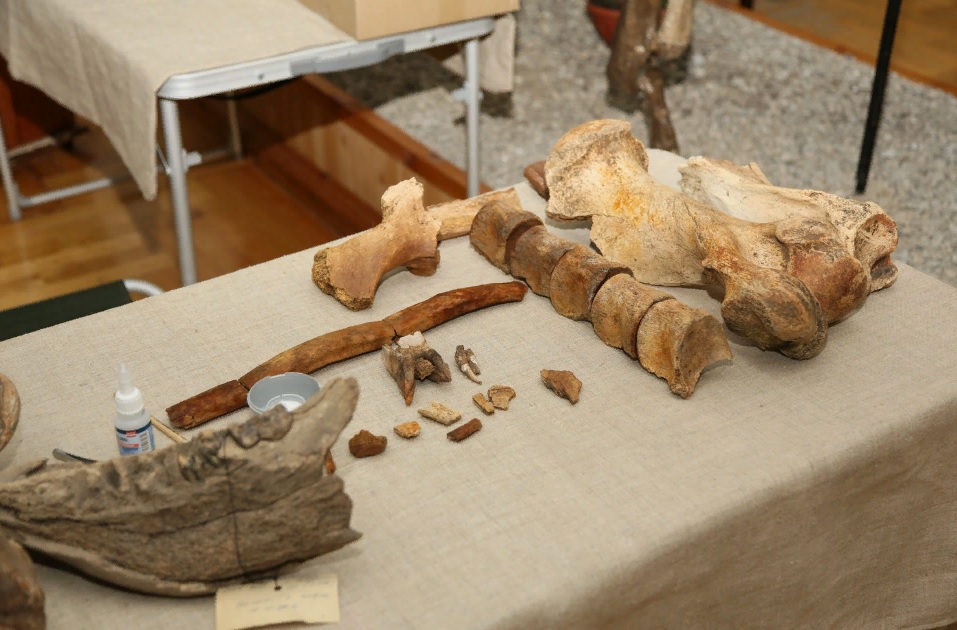 Жители Пензы смогут увидеть кости найденного шерстистого носорога до конца года