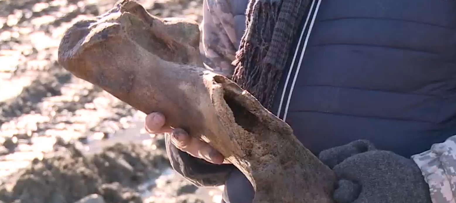 Найденного носорога в Пензе начали консервировать для транспортировки в краеведческий музей