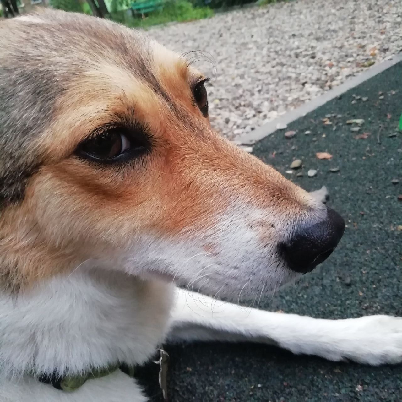 В Госдуме предложили платить приютам за передержку питомцев мобилизованных