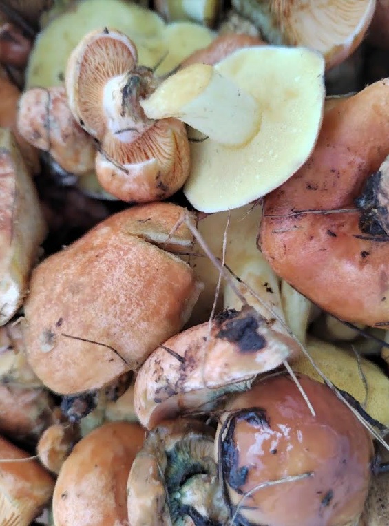 В Пензенской области объявлены поиски пропавшего грибника