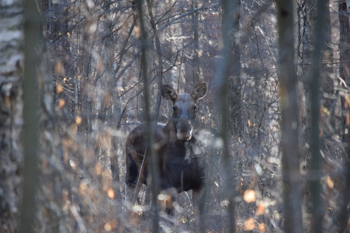В Пензенской области пресекли вопиющий факт браконьерства