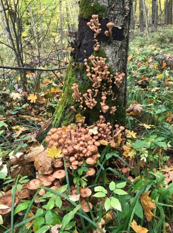Пензенцы дождались грибного сезона