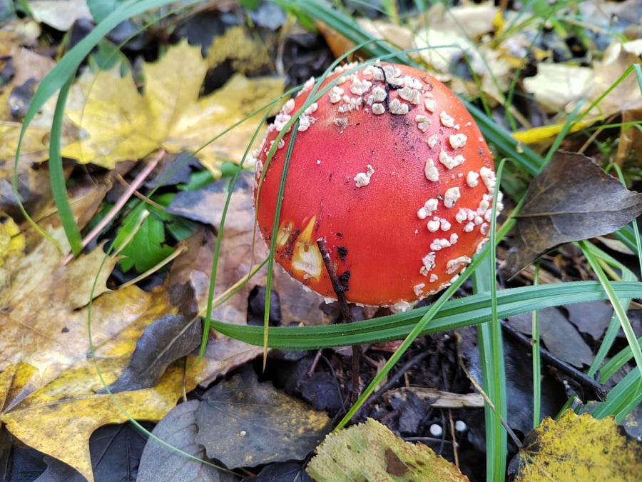 Правила Роспотребнадзора, которые помогут избежать отравления грибами