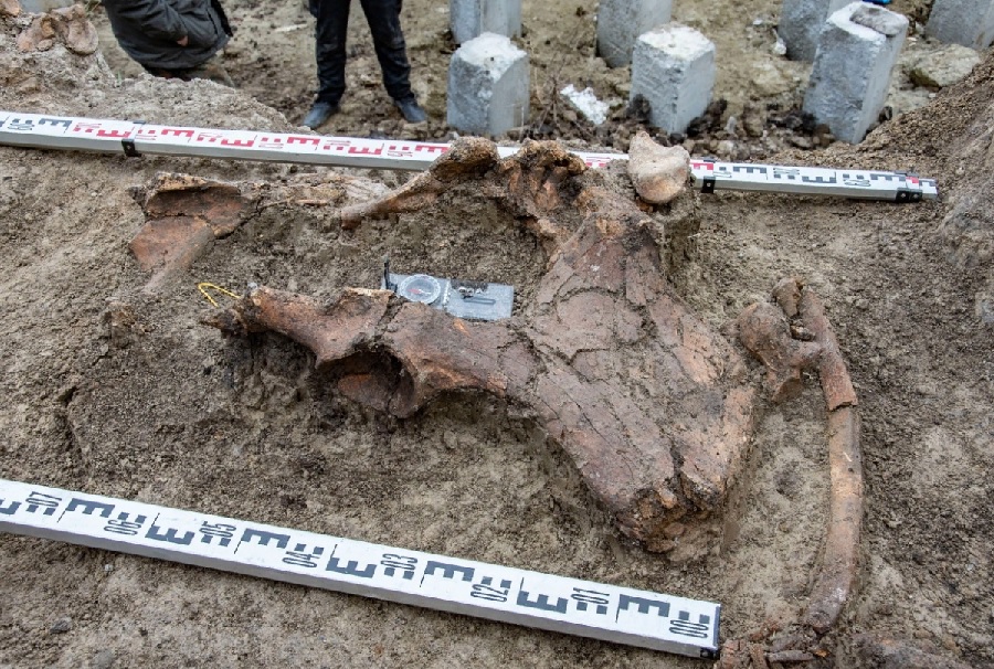 На пензенской стройплощадке нашли останки шерстистого носорога