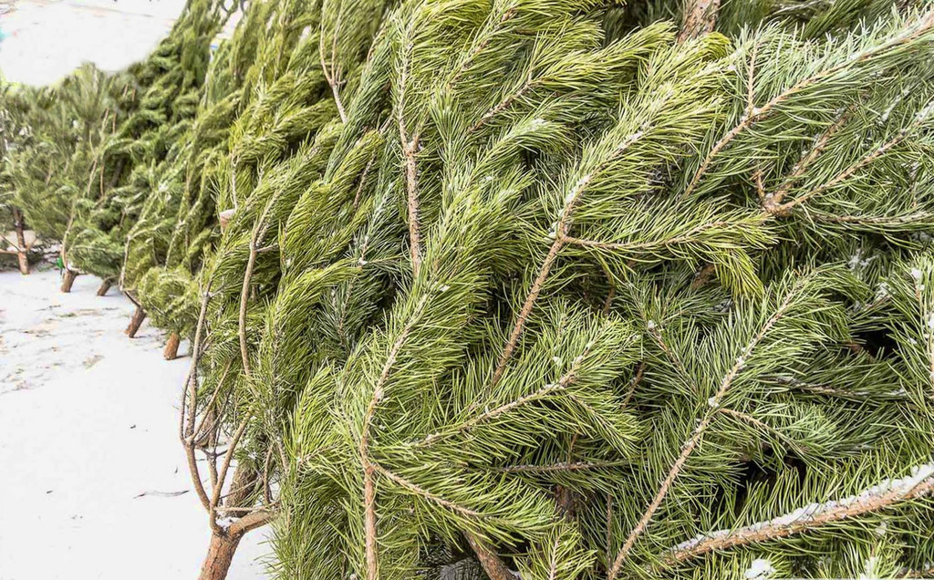 В Кузнецке предприниматели поборются за место на елочном базаре