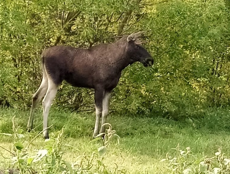 Сердобский парк посетили дикие животные