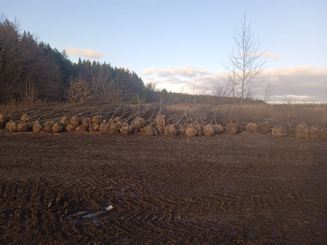 В Пензенской области браконьеры выкопали деревья на 825 тысяч рублей