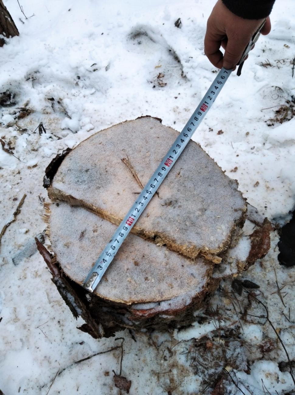 В Камешкирском районе неизвестный вырубил сосны