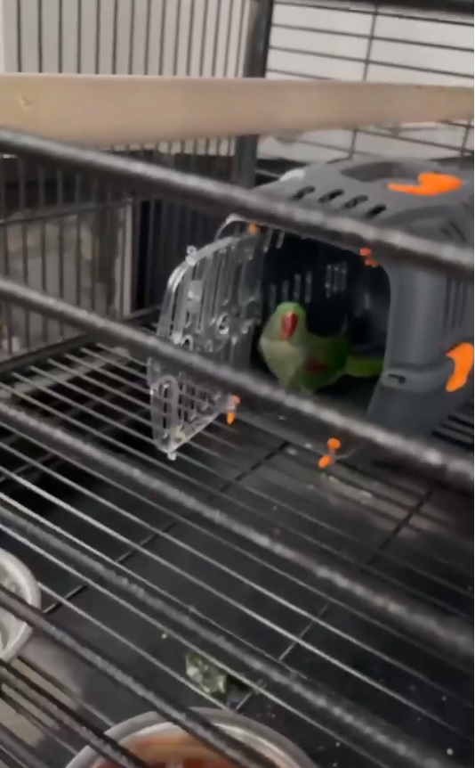 В Пензе из горящих «Красных холмов» спасли Жорика и канареек