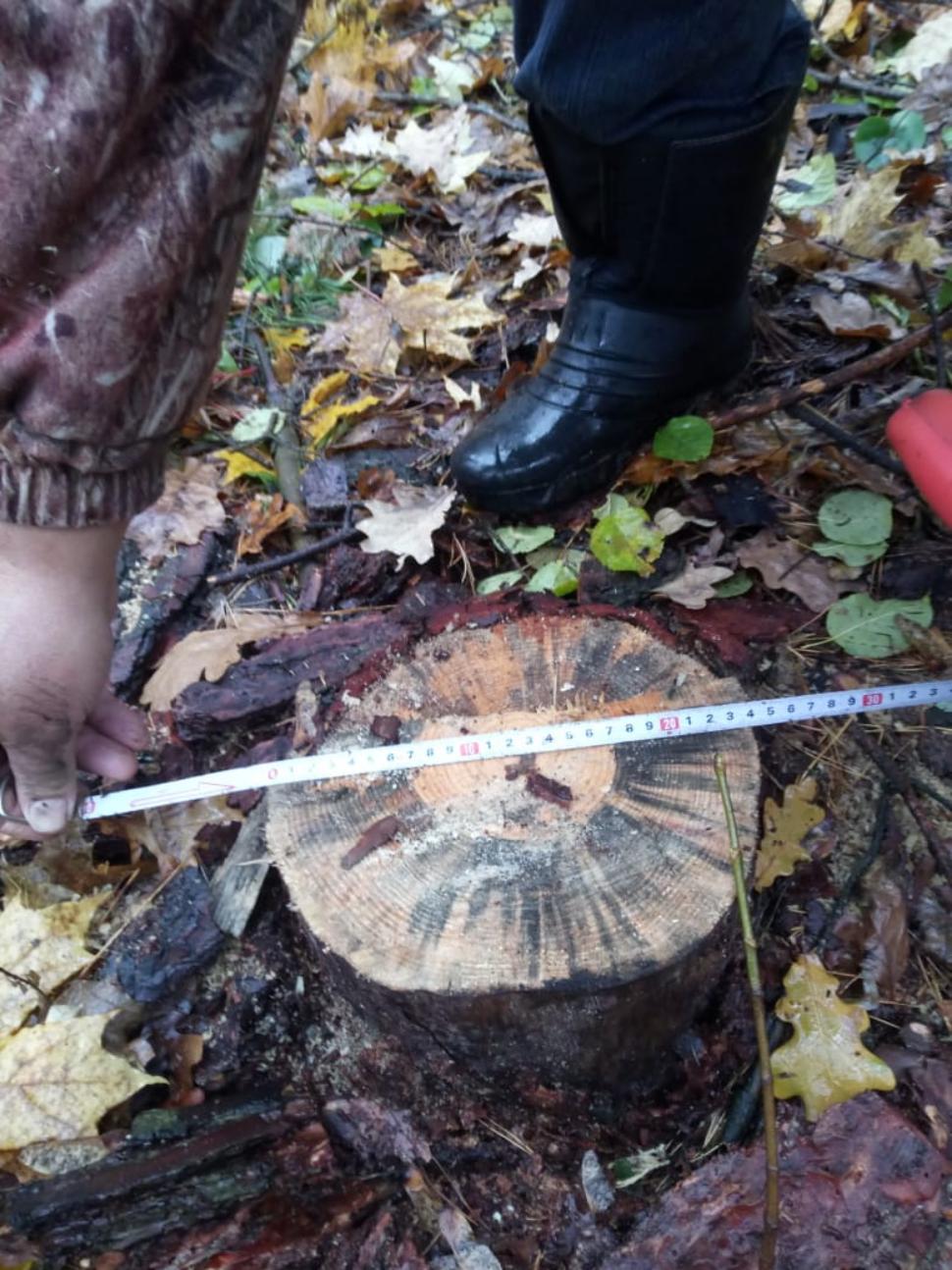 В Пензенской области выявили очередной факт незаконной рубки сосен