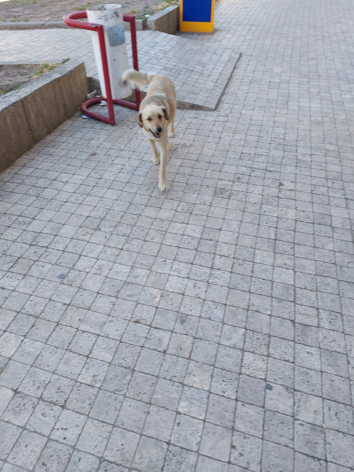 В микрорайоне Заря после жалобы отловят бродячих собак