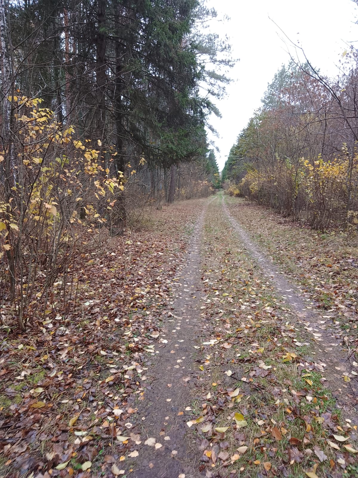 В Пензенской области восстанавливают дендрарий пострадавший от засухи 12 лет назад