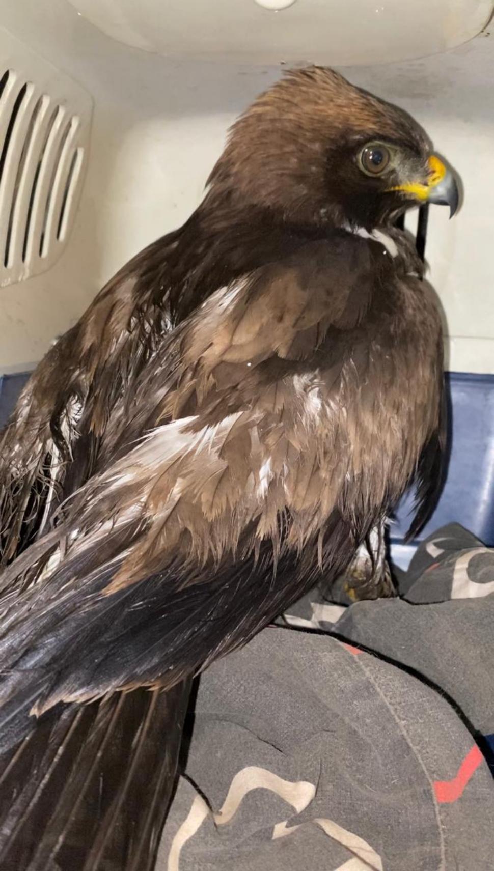 В Пензе спасли от смерти истощенного орла-карлика