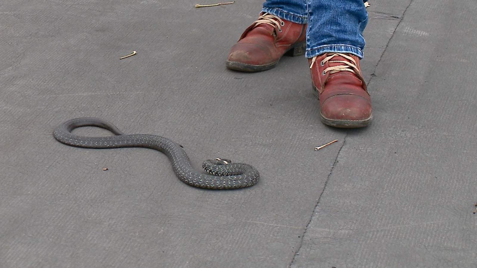 Пензенец обнаружил большую змею возле своего гаража