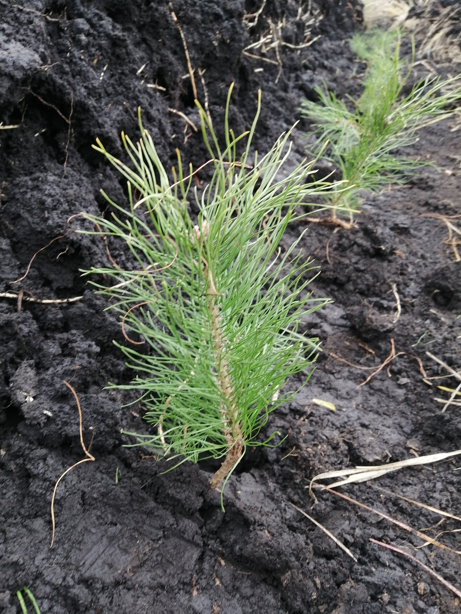 В Пензенской области перевыполнили показатель по лесовосстановлению