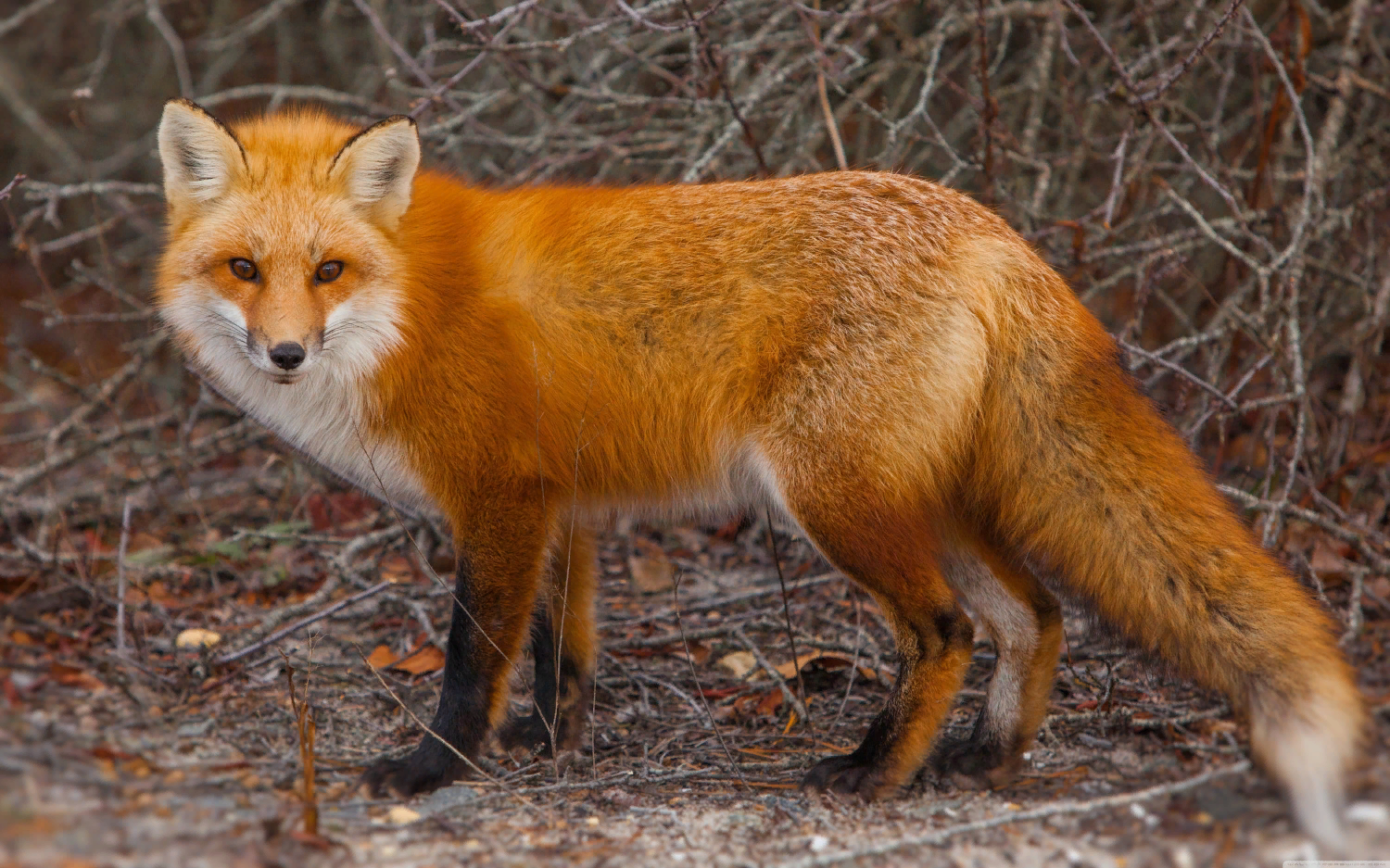 Жителей Вирги несколько недель держала в страхе лиса, не боявшаяся людей