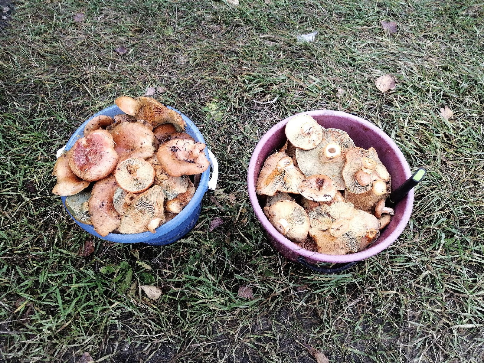 «Два больших ведра рыжиков»: в Пензе грибной сезон продолжился в ноябре