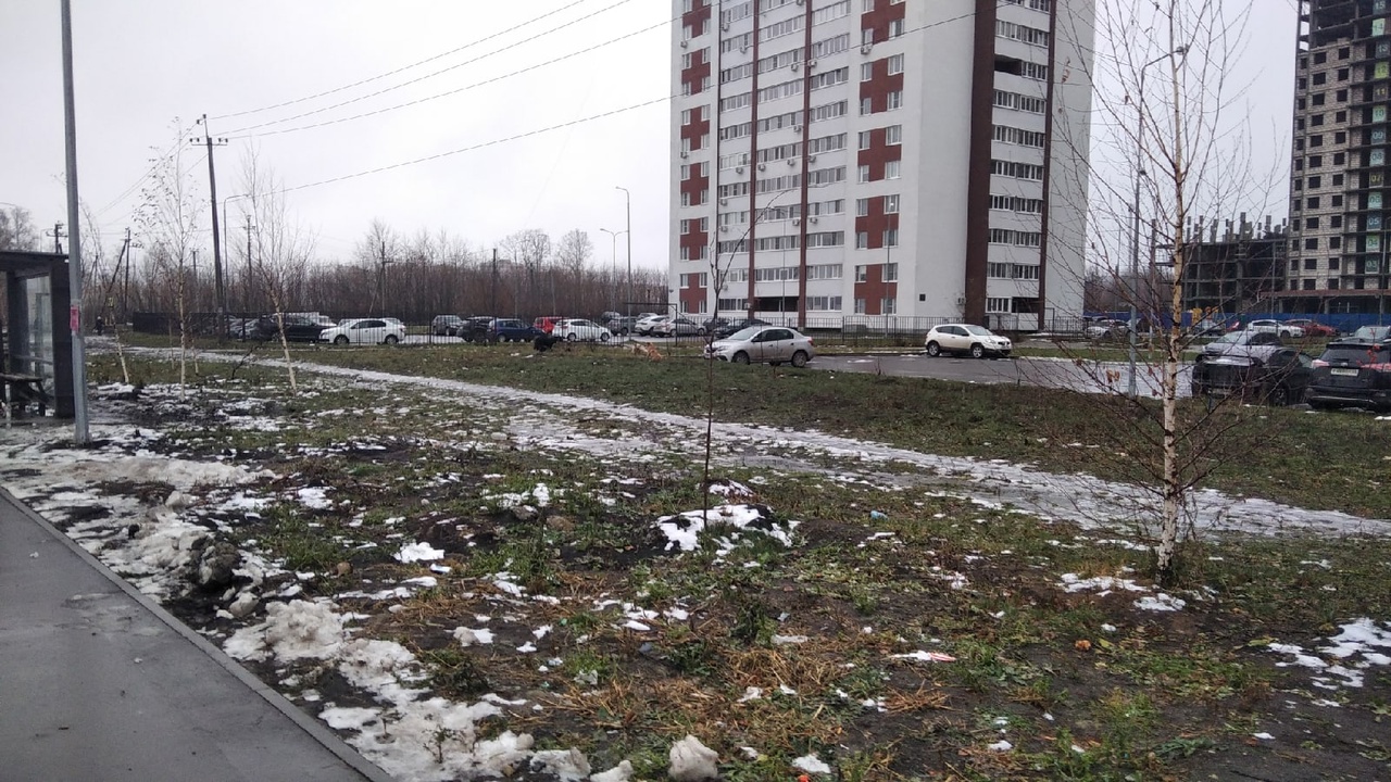 В Пензе пожаловались на бродячих животных