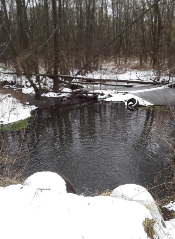 В Кузнецком районе бобер угрожает безопасности проезжающих по дороге
