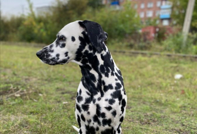 В Госдуму внесли законопроект об обязательной стерилизации домашних животных