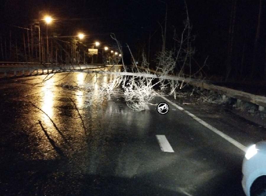 В Пензе ночью рядом с Ахунским переездом на проезжую часть упало дерево
