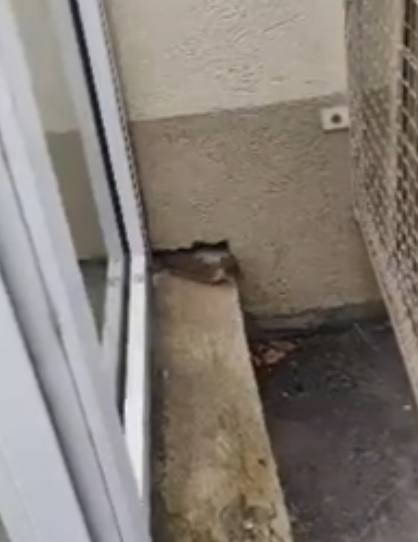 Жители Спутника заприметили на улице Радужной ласку, видео