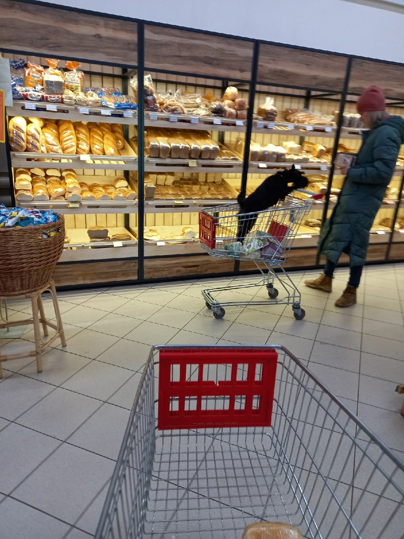 Пензенца возмутила собака в продуктовой тележке супермаркета