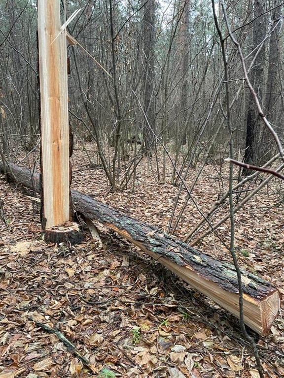 В Кузнецком районе разыскивают дровосека, незаконно срубившего сосну