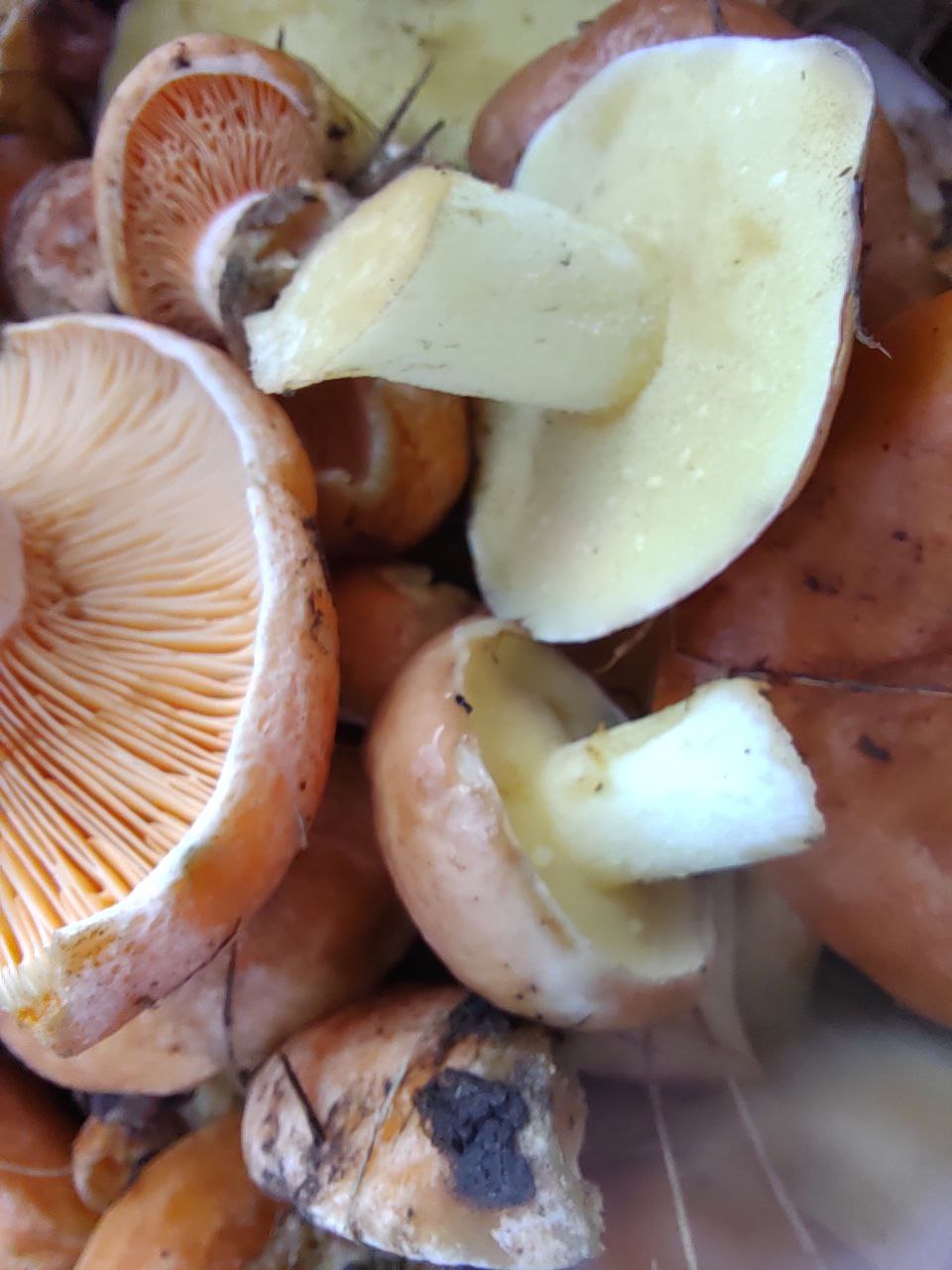 Названы продукты, составлявшие меню неандертальцев 70 000 лет назад