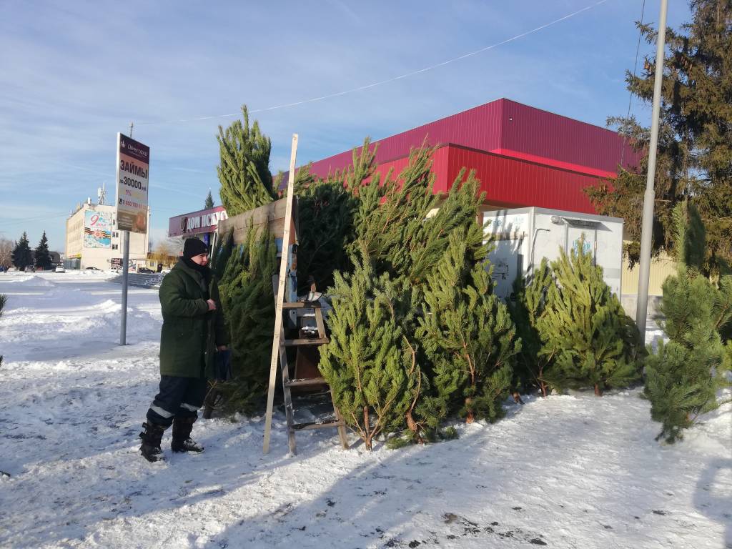 В Сердобске открыли первые елочные базары