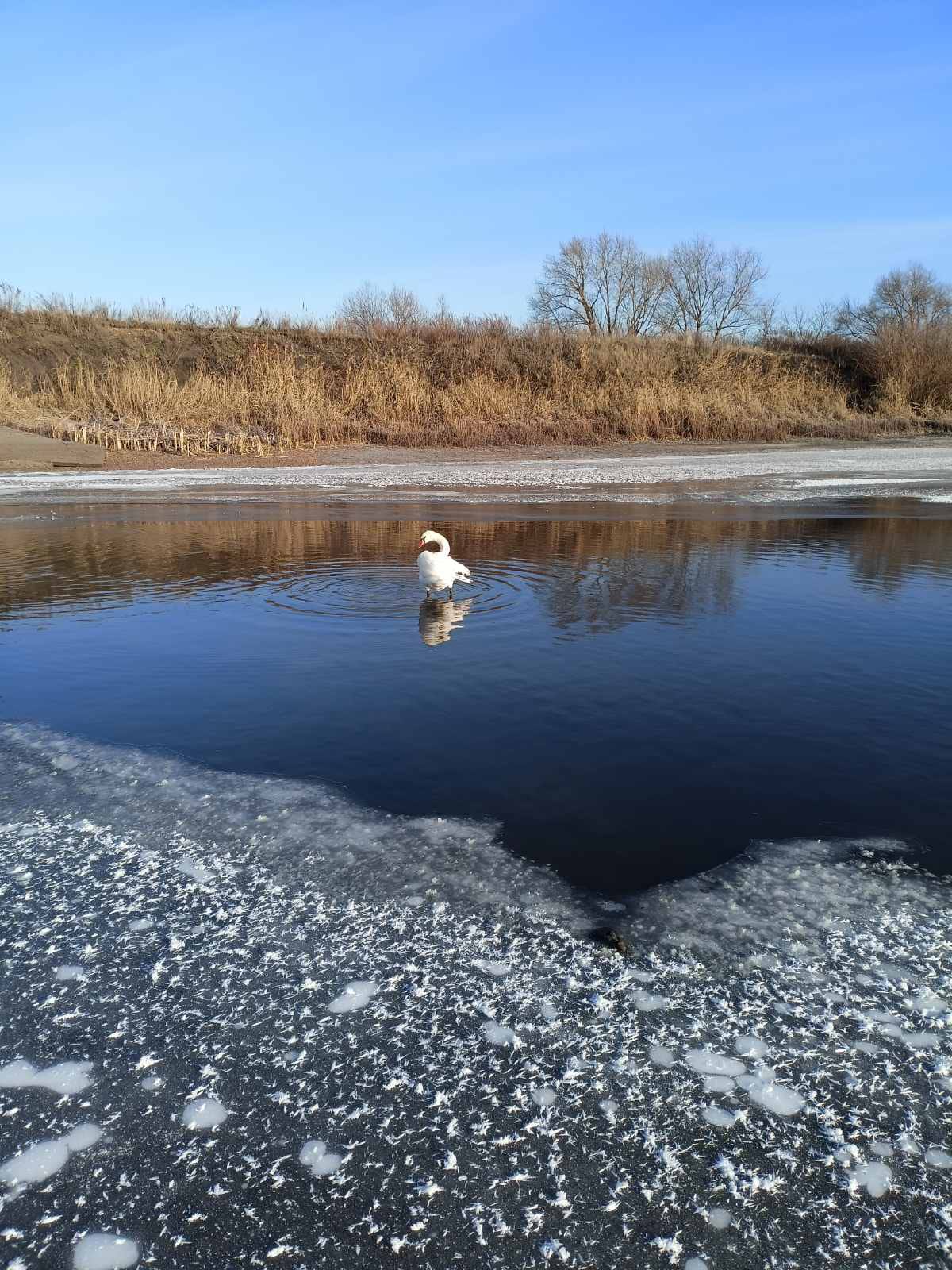 Жители Пензенской области помогли спасти раненого лебедя-шипуна