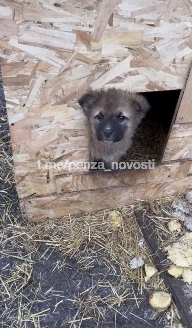 В Пензе полиция разыскивает живодеров, сжегших заживо несколько щенков