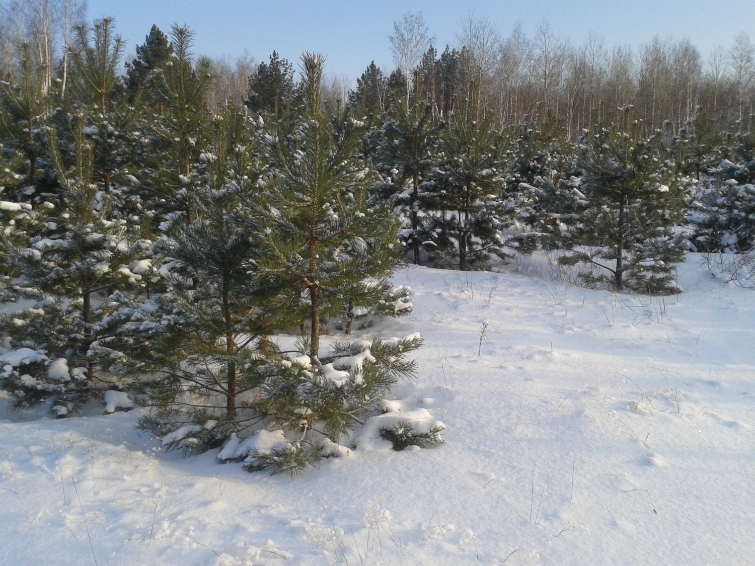 Какие штрафы грозят пензенцам за рубку новогодних елок