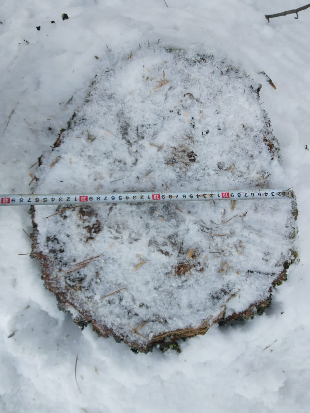 В Кузнецком районе «черный дровосек» нарубил берез на 12 тысяч рублей