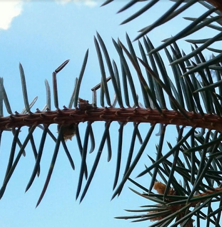 Воскресенье в Пензе будет морозным и солнечным