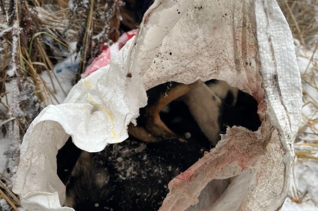 В Пензенской области зоозащитники рассказали об убийстве собак на ГПЗ и в Бессоновке